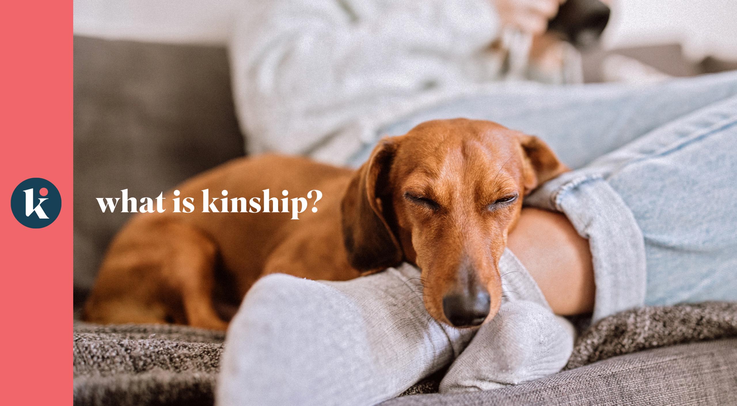 Kinship Brand1